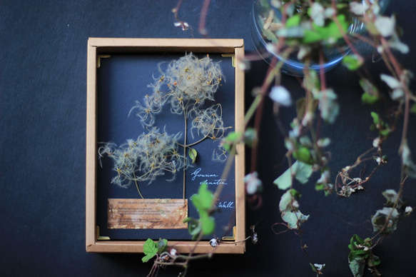 植物圖鑑《威靈仙》‧Herbarium‧植物標本‧乾燥花相框 第1張的照片