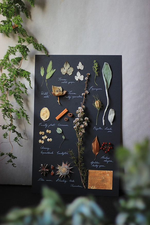 植物圖鑑《植物的造型學》‧Herbarium‧植物標本‧乾燥花相框 第1張的照片