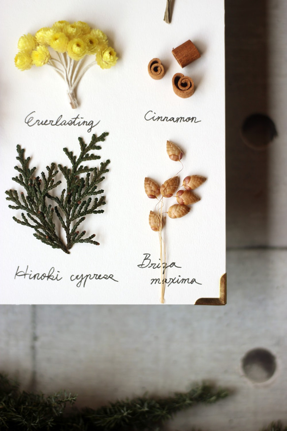 【法洛勒姆】植物圖鑑‧標本‧乾燥花壁掛‧乾燥花擺飾 第4張的照片