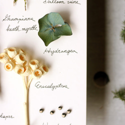 【法洛勒姆】植物圖鑑‧標本‧乾燥花壁掛‧乾燥花擺飾 第5張的照片
