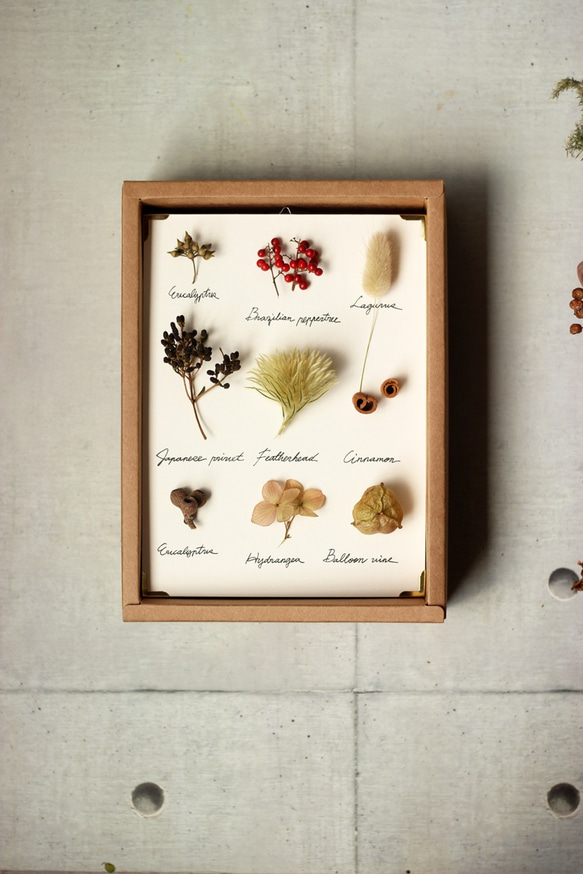【法洛勒姆】植物圖鑑‧標本‧乾燥花壁掛‧乾燥花擺飾 第1張的照片