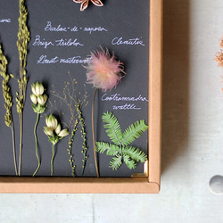 【法洛勒姆】植物圖鑑‧標本‧乾燥花壁掛‧乾燥花擺飾 第2張的照片
