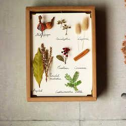 【85折】【法洛勒姆】植物圖鑑‧標本‧乾燥花壁掛‧乾燥花擺飾 第1張的照片