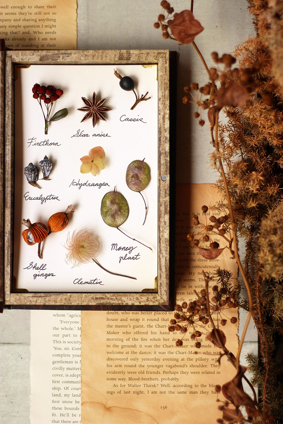 【法洛勒姆】植物圖鑑‧標本‧乾燥花壁掛‧乾燥花擺飾 第7張的照片