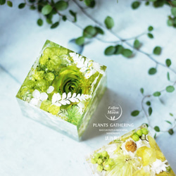 【台灣地區免運】【法洛勒姆】【水晶標本-綠玫瑰】透明‧植物‧擺飾‧乾燥花 第10張的照片