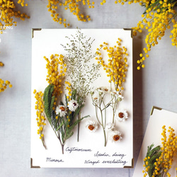 【法洛勒姆】植物圖鑑‧植物標本‧Mimosa‧金合歡‧乾燥花‧壁掛‧擺飾 第1張的照片