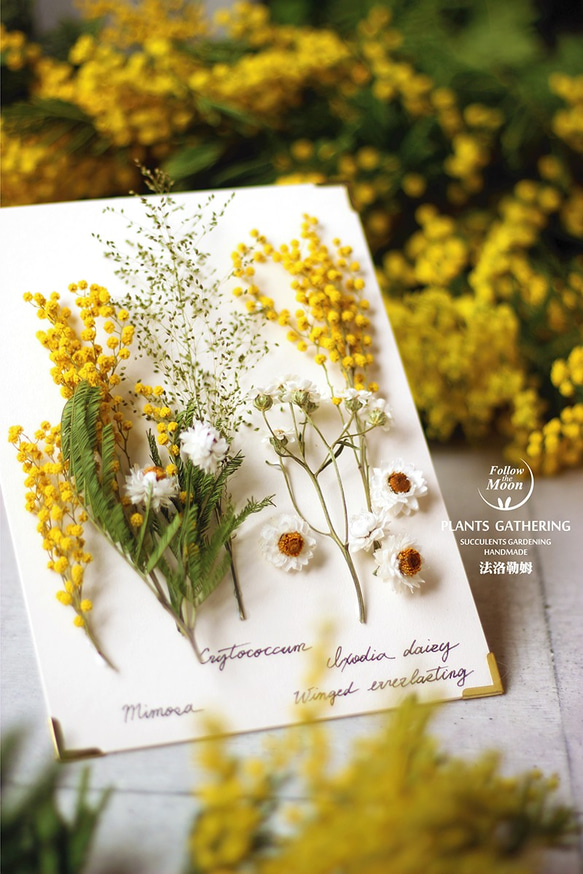 【法洛勒姆】植物圖鑑‧植物標本‧Mimosa‧金合歡‧乾燥花‧壁掛‧擺飾 第2張的照片