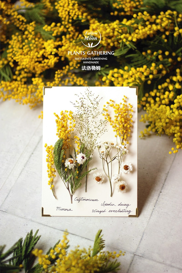 【法洛勒姆】植物圖鑑‧植物標本‧Mimosa‧金合歡‧乾燥花‧壁掛‧擺飾 第4張的照片