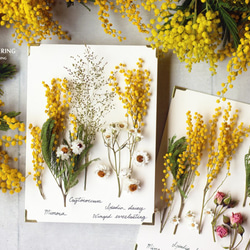 【法洛勒姆】植物圖鑑‧植物標本‧Mimosa‧金合歡‧乾燥花‧壁掛‧擺飾 第5張的照片