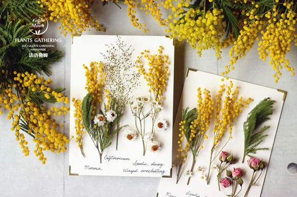 【法洛勒姆】植物圖鑑‧植物標本‧Mimosa‧金合歡‧乾燥花‧壁掛‧擺飾 第5張的照片