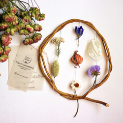 【法洛勒姆】植物串掛‧植物圖鑑‧植物標本‧乾燥花壁掛‧乾燥花擺飾 第1張的照片