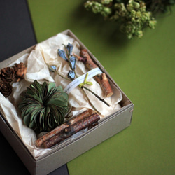 【法洛勒姆】尤加利 植物串掛 掛飾 禮盒 松果 生日禮物 第1張的照片