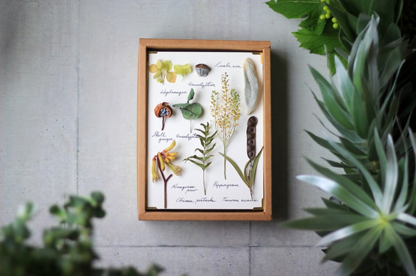 【法洛勒姆】植物圖鑑‧植物標本‧乾燥花壁掛‧乾燥花相框 第1張的照片
