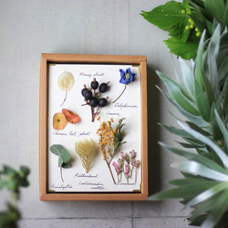 【法洛勒姆】植物圖鑑‧植物標本‧乾燥花壁掛‧乾燥花相框 第1張的照片