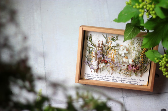 【法洛勒姆】植物圖鑑‧植物標本‧乾燥花壁掛‧乾燥花相框 第2張的照片
