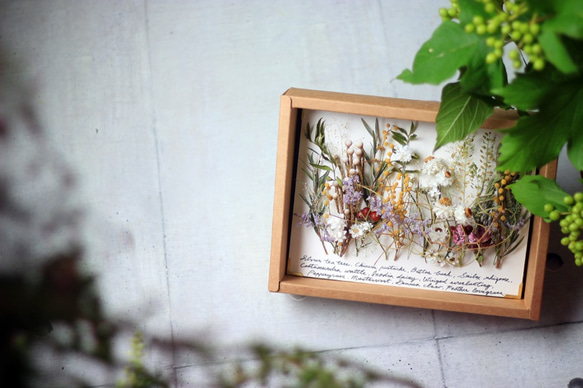 【法洛勒姆】植物圖鑑‧植物標本‧乾燥花壁掛‧乾燥花相框 第5張的照片