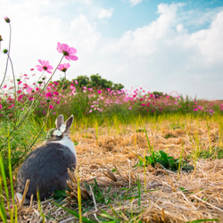 []フレンドうさぎうさぎうさぎの友情の写真撮影のアートワーク - 「ダブルバタフライささやき」 3枚目の画像