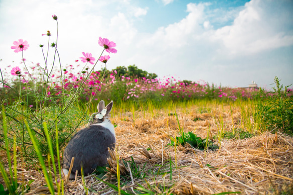 []フレンドうさぎうさぎうさぎの友情の写真撮影のアートワーク - 「ダブルバタフライささやき」 3枚目の画像