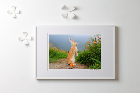 【Friend Rabbit 友愛兔】 兔子攝影藝術品 -《望幽》 第1張的照片