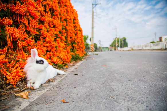 【Friend Rabbit 友愛兔】 兔子攝影藝術品 -《正義化身》 第3張的照片