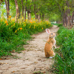 【Friend Rabbit 友愛兔】 兔子攝影藝術品 -《沿途風景》 第3張的照片