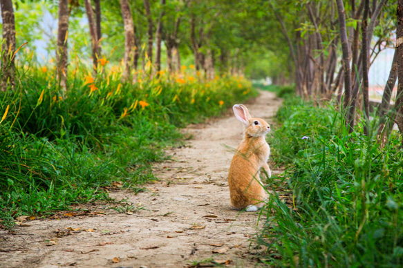 【Friend Rabbit 友愛兔】 兔子攝影藝術品 -《沿途風景》 第3張的照片