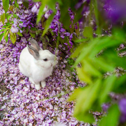 []フレンドうさぎうさぎうさぎ友情の芸術作品写真 - 「パープル心」 3枚目の画像