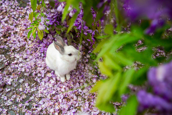 []フレンドうさぎうさぎうさぎ友情の芸術作品写真 - 「パープル心」 3枚目の画像