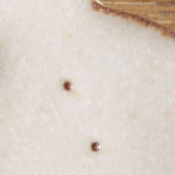 [生産終了]陶の雪だるまのストールピン 5枚目の画像