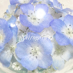 【枯れない本物のネモフィラ】 Nemophila Baby Blue Eyes 2枚目の画像