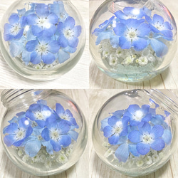 【枯れない本物のネモフィラ】 Nemophila Baby Blue Eyes 6枚目の画像