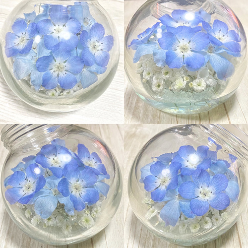 枯れない本物のネモフィラ】 Nemophila Baby Blue Eyes ドライ