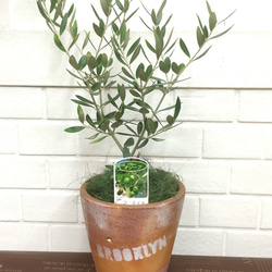 オリーブの木(コロネイキ) 観葉植物 送料無料! その他インテリア雑貨