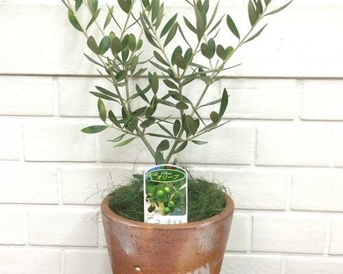 0_8c260f1cedea5acf7a68b2341774