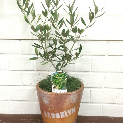 オリーブの木(コロネイキ) 観葉植物 送料無料! その他インテリア雑貨