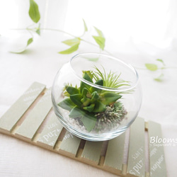 ～Succulent ＜多肉植物＞in glass ball～ 1枚目の画像