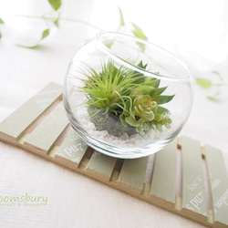 ～Succulent ＜多肉植物＞in glass ball～ 2枚目の画像