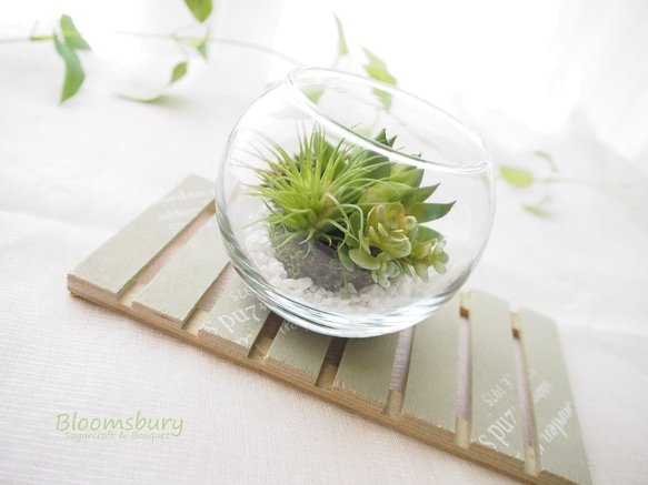 ～Succulent ＜多肉植物＞in glass ball～ 2枚目の画像