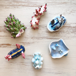 シロボンボンウミウシ/陶器のウミウシ 3枚目の画像