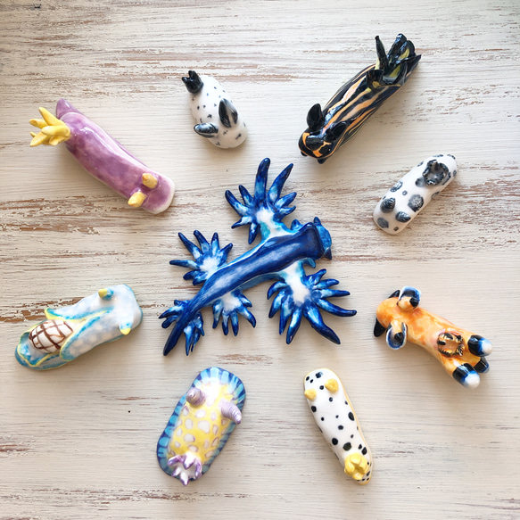 ウデフリツノザヤウミウシ/陶器のウミウシ 4枚目の画像