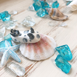 ブチウミウシ/陶器のウミウシ 2枚目の画像