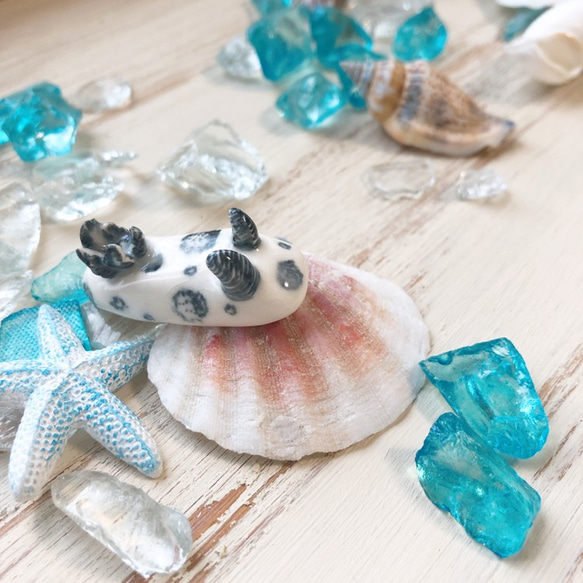 ブチウミウシ/陶器のウミウシ 2枚目の画像