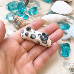 ブチウミウシ/陶器のウミウシ 3枚目の画像