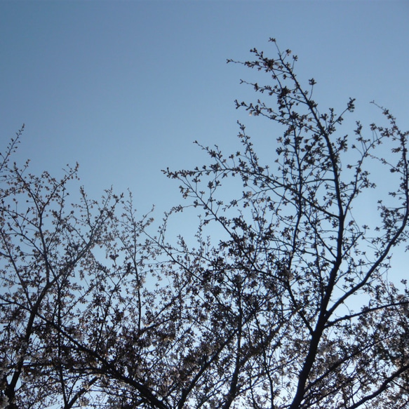 手ぬぐい地うちわ［桜］紫【8月15日まで送料無料】 5枚目の画像