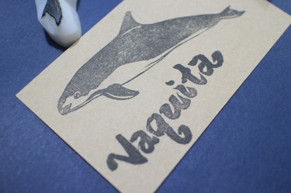 鯨豚印章（小頭鼠海豚） 第3張的照片