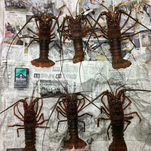 伊勢海老 エビ針 説明ページ！！ その他アート Akimichi 通販 2960531