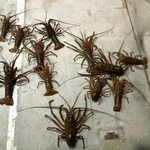 伊勢海老 エビ針 説明ページ！！ その他アート Akimichi 通販 2960531