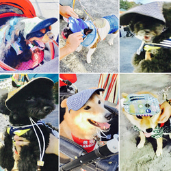 犬の帽子 【リバーシブルタイプ】小型犬から中型犬用 5枚目の画像