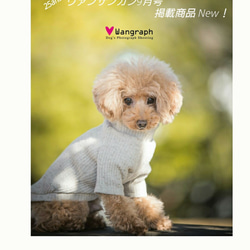 再販★ミルクティー色のリブニット☆  小型犬M 7枚目の画像