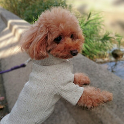 ミルクティー色のリブニット☆  小型犬S～MＳサイズ 4枚目の画像